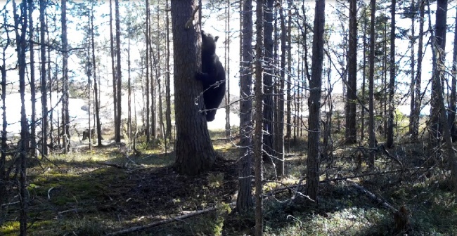 Это уже не белка: фотоловушка в Онежском Поморье сняла медведя на дереве 