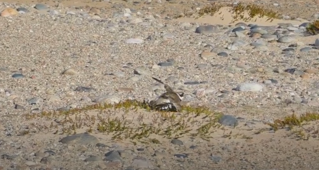 В Онежском Поморье на видео сняли галстучника, защищающего гнездо