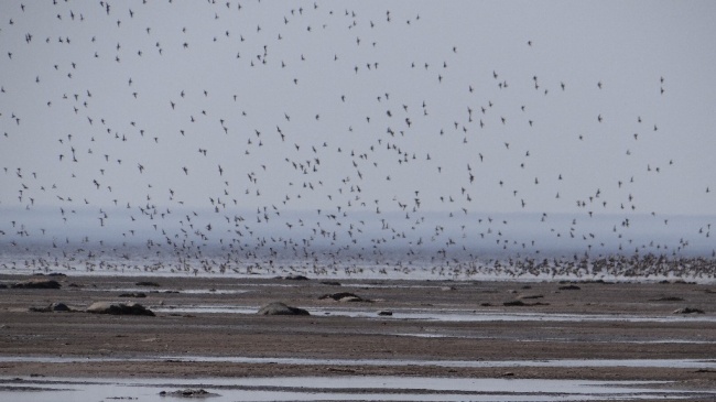Учёные пытаются разгадать, что привлекает птиц на побережье Онежского полуострова