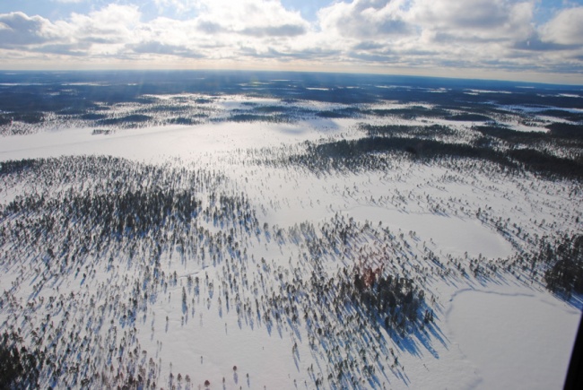 Состояние лесов Онежского полуострова оценили с воздуха