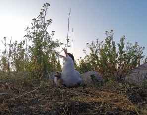 Крачка-мама высиживает птенцов
Фото Андрея Волкова