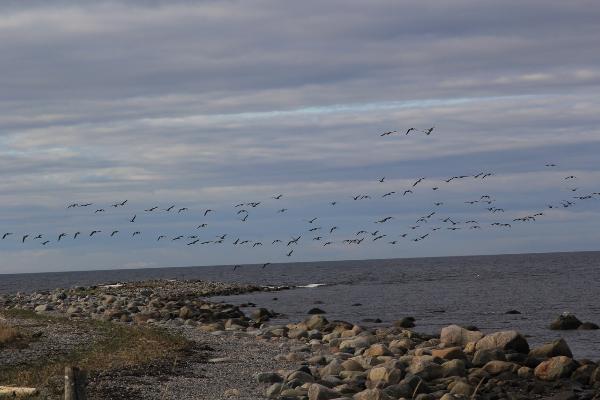 Весенняя миграция птиц 2019: учёты на Летнезолотицком участке