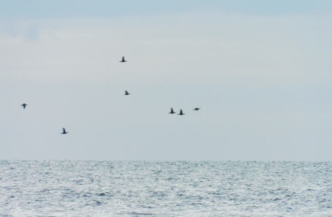 Орнитологи отметили в Онежском Поморье мигрирующих тетеревов