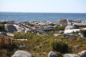 Моребой - топляковые деревья, выброшенные на берег Белого моря
Фото Елены Волковой
