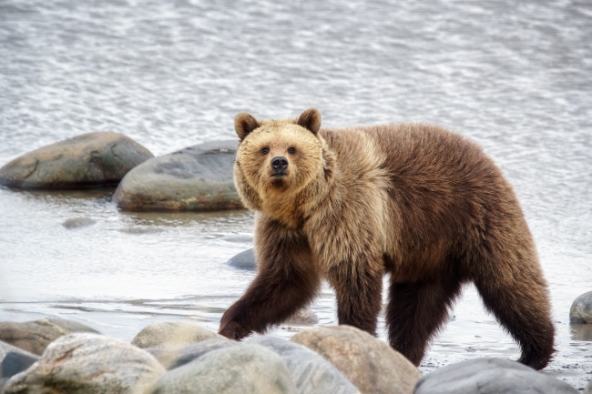 Известные учёные присоединились к учёту медведей в «Онежском Поморье»