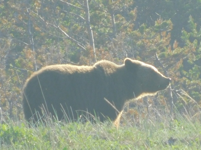 В Онежском Поморье провели учёт бурого медведя