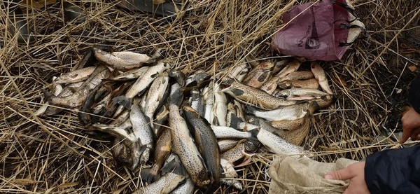 В «Онежском Поморье» задержан нарушитель с внушительным количеством лососёвой рыбы и огнестрельным оружием