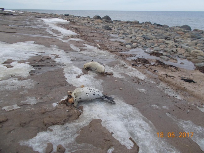 Сотрудники национального парка «Онежское Поморье» выясняют причины массовой гибели ластоногих