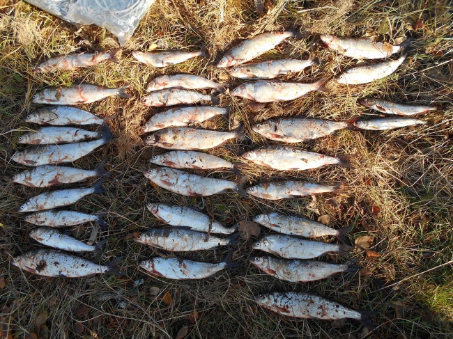 Браконьеров наказали за незаконный лов рыбы