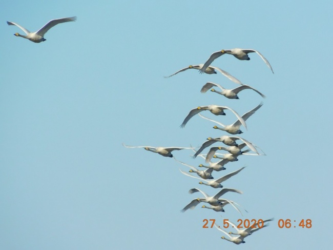 В Кенозерье и Онежском Поморье в этом году встречены краснокнижные «гуси-лебеди» 