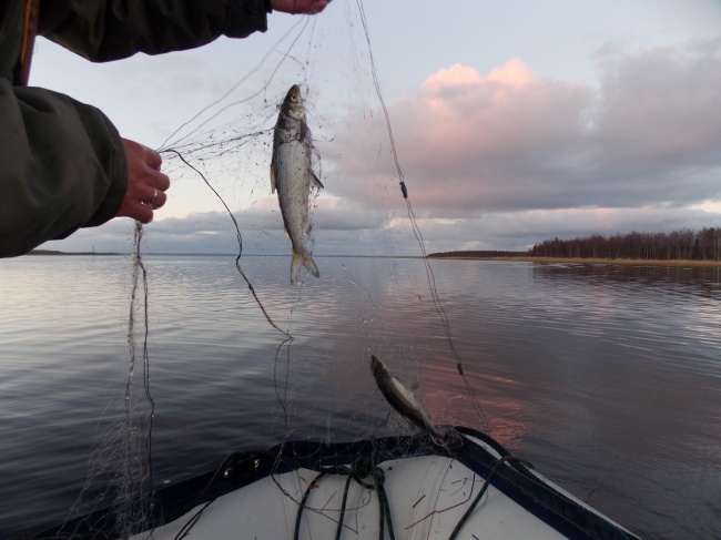 Приближается весенний нерест рыб: с 1 мая ловить сетями запрещено