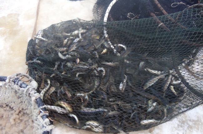На рыболовном участке «Холодное» вылов рыбы рюжами без путёвок запрещён