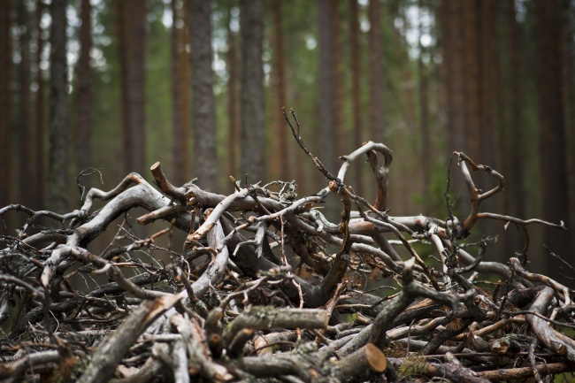В Кенозерье и Онежском Поморье вновь разрешено ходить в лес и разводить костры на турстоянках