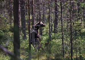 Медведица с медвежатами
Фото Андрея Волкова