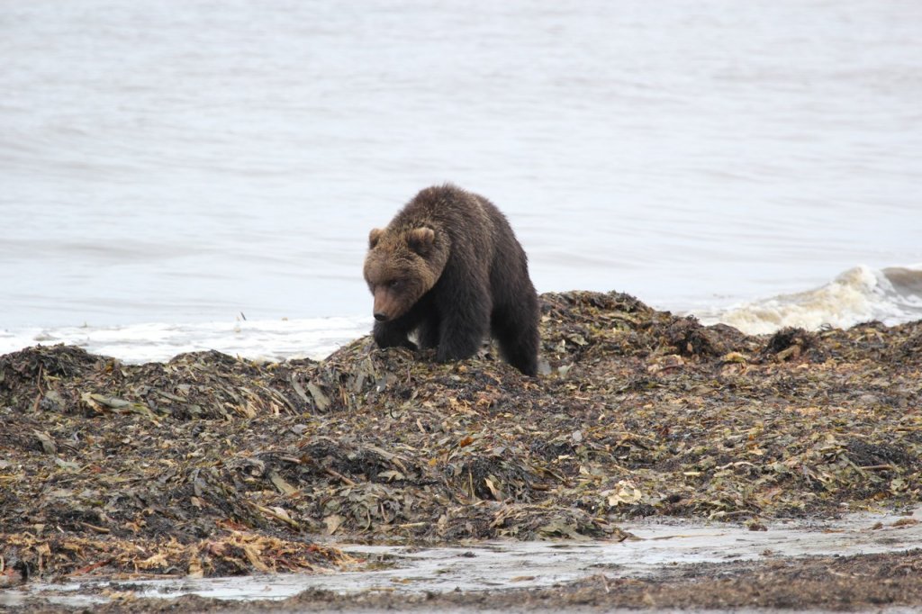 Медведь на побережье фото Андрей Волков (2).JPG